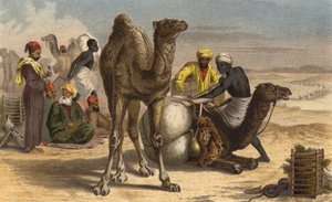 Dromedary